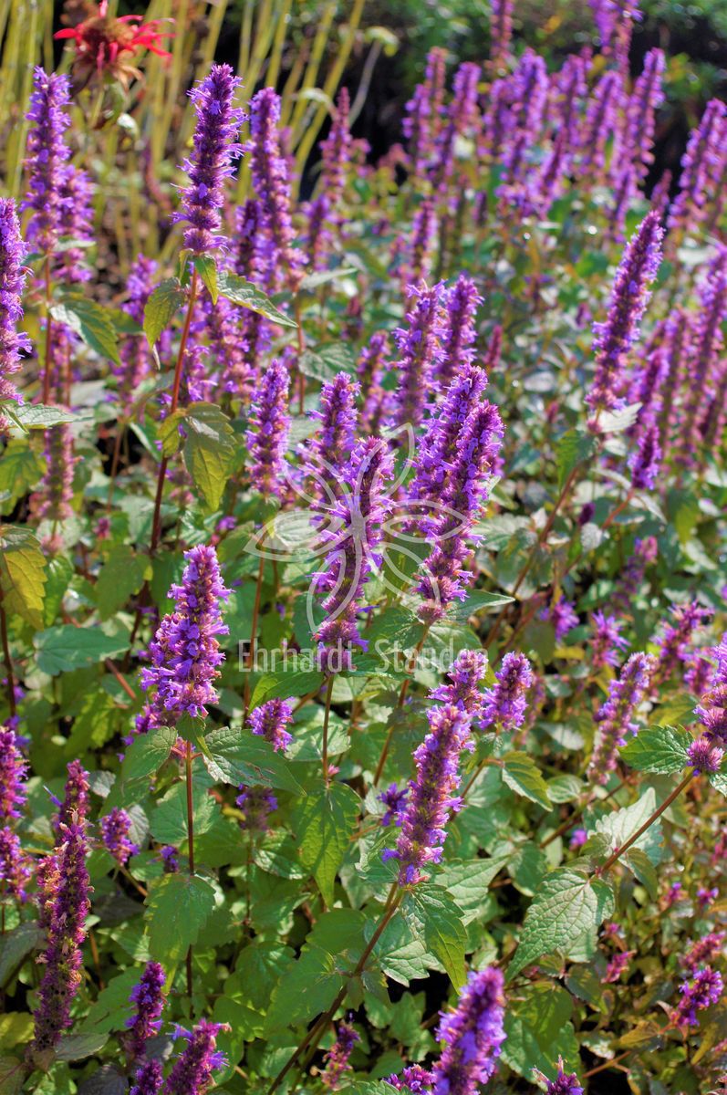 Agastache rugosa 'After Eight' R Stauden
