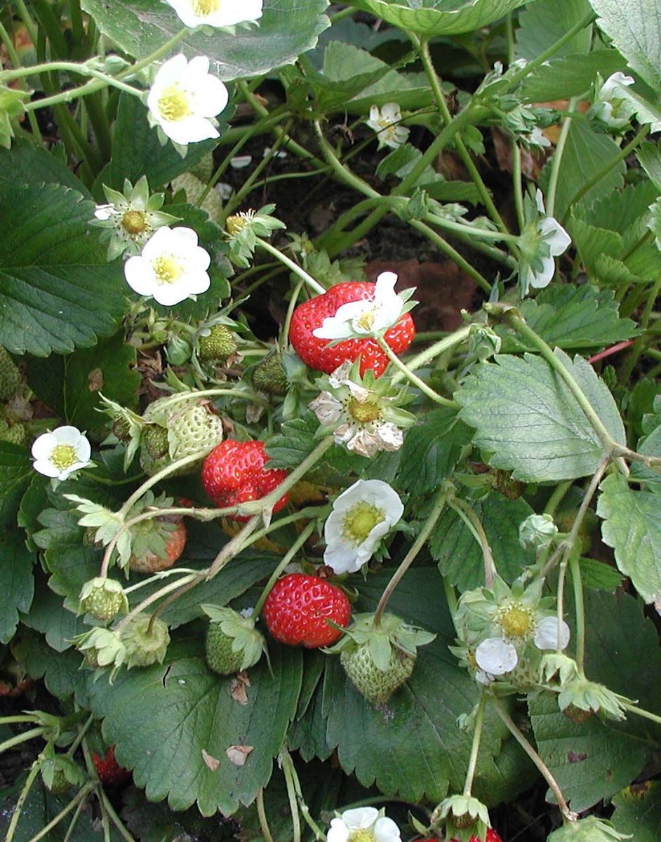 Erdbeeren Florika Kaufen