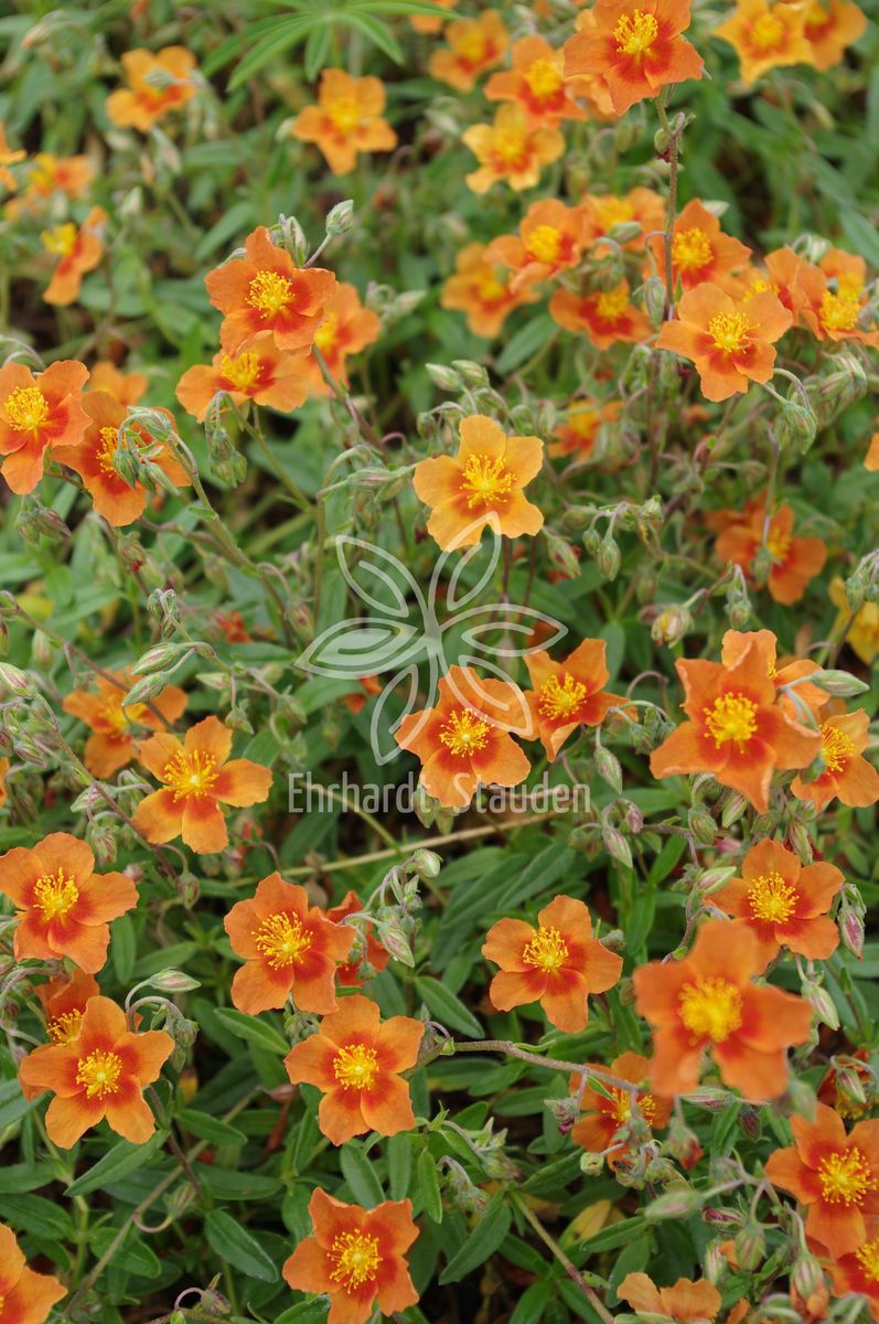 Helianthemum x cultorum 'Watergate Orange'