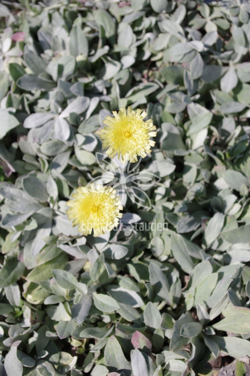 Hieracium pilosella 'Niveum'