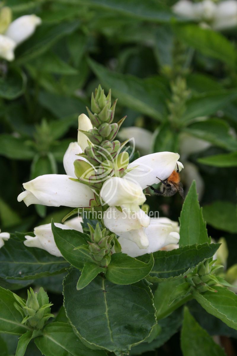 Chelone obliqua 'Alba'
