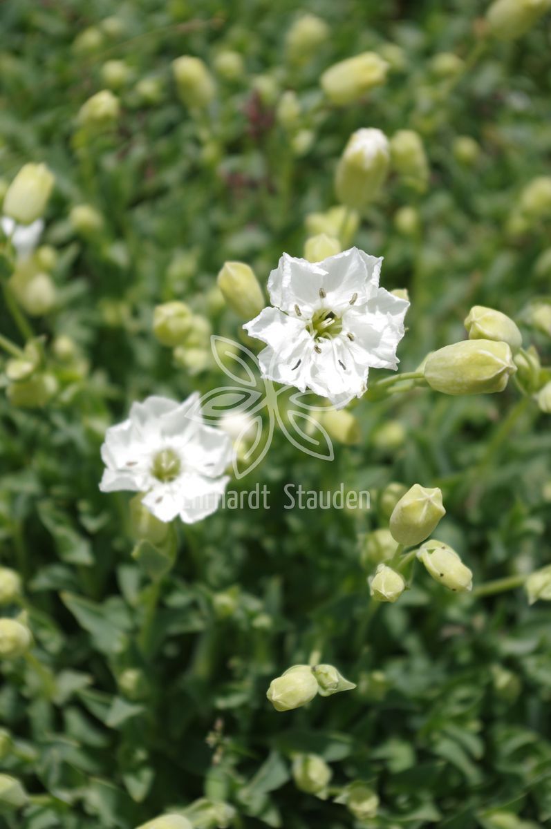 Silene uniflora 'Weißkehlchen'